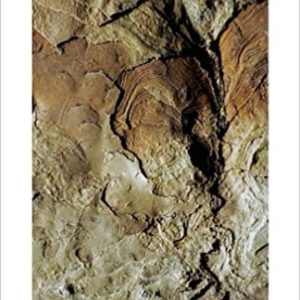 The Slow Talk of Stones by Sheri L. Wright