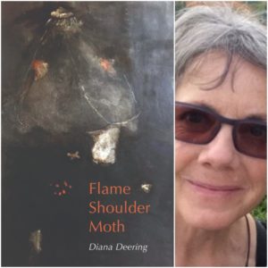 Flame Shoulder Moth by Diana Deering